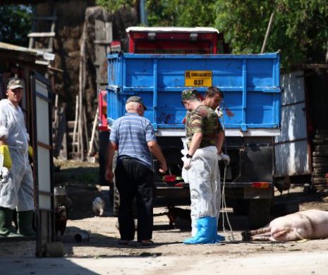 Speriat de revolta crescătorilor de animale, Guvernul dă despăgubiri ilegale pentru pesta porcină