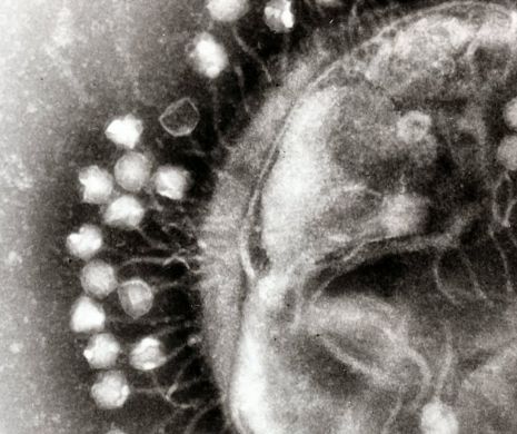 Un nou caz de infectare cu virusul West Nile, în Caraș Severin