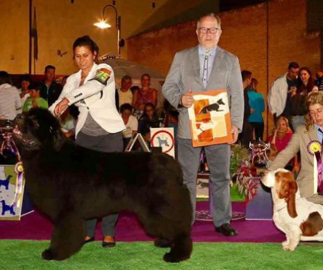 UNDE MERGEM. Cele mai frumoase și inteligente rase de câini concurează în Tîrgu Mureș, la „Dracula Dog Show”