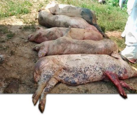 Vești care tulbură și mai mult situația în cazul pestei porcine. Guvernul trebuie să intervină pentru o soluție salvatoare