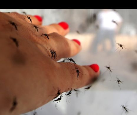 Au apărut țânțari care transmit BACTERIA CARE MĂNÂNCĂ ȚESUT. Medicii sunt îngroziți: „Despre această boală încă nu ştim multe”