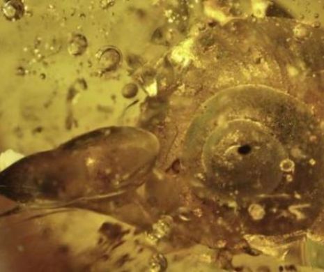 Cercetătorii au descoperit o fosilă veche de 99 de milioane de ani. Concluzii INCREDIBILE