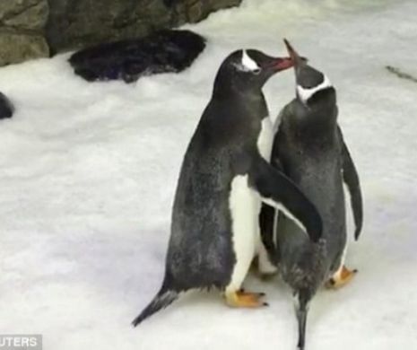 Culmea propagandei LGBT: doi pinguini gay au clocit un ou din care a ieșit un pui