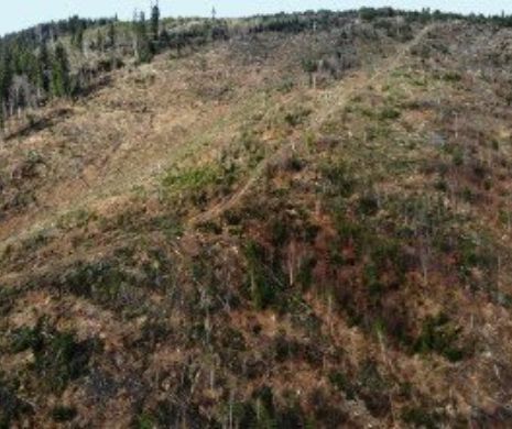 Dezastru în Parcul Național Călimani: 200 de hectare de pădure seculară au fost ”rase”