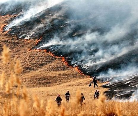 Incendiu devastator în județul Tulcea. Zeci de hectare de culturi furajere mistuite de flăcări
