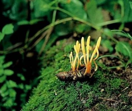 Viagra din Himalaya, ciuperca-insectă care creşte în interiorul omizilor