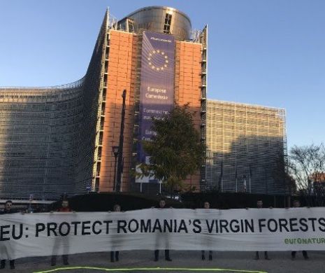 Activiștii ecologiști cer la Bruxelles salvarea pădurilor virgine din România