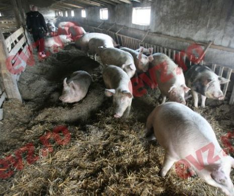 Carnea de porc, mai scumpă de sărbători din cauza pestei porcine