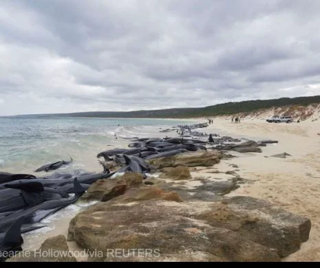 Ce soluție au găsit australienii pentru a reduce cazurile de înec pe plajele țării. Zeci de turiști au murit în ultimii ani