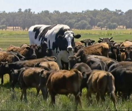 Cea mai URIAŞĂ vacă a scăpat de ABATOR. Video în articol