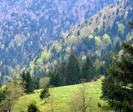 Pădure din județul Timișoara; sursă foto: Arhiva Evz