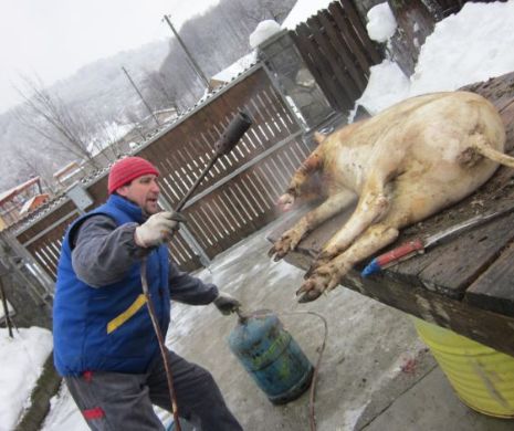 Ignat în avans! Vezi de ce și-au sacrificat toți porcii într-o noapte locuitorii unui sat din Galați!