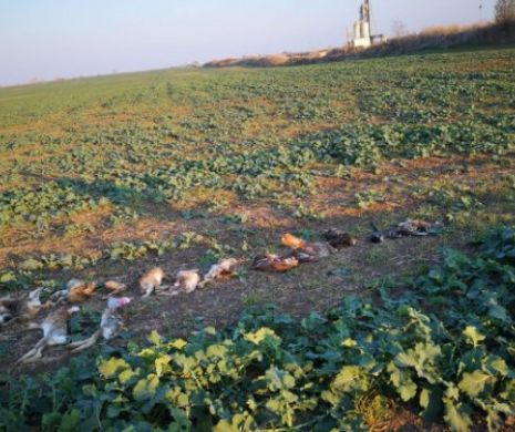 Masacru în Arad. Zeci de animale sălbatice otrăvite