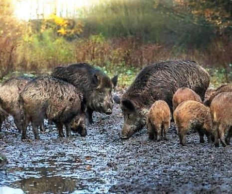 Măsuri pentru eradicarea pestei porcine africane în Delta Dunării. Începe vânătoarea mistreților și șacalilor din Rezervație