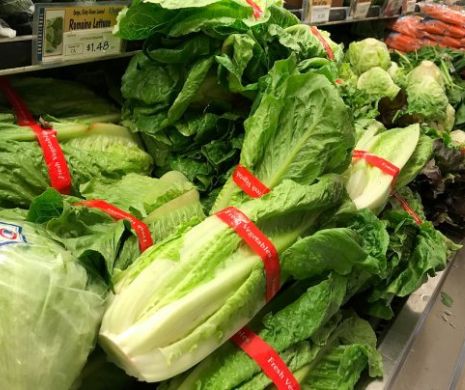 Nu mănânca salata verde, este infestată cu E.coli!  Avertizează oficialii din domeniul sănătății