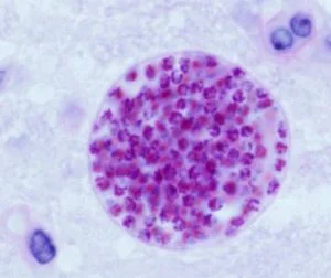 Un parazit comun afectează grav fertilitatea