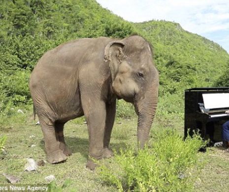 Un elefant a bătut cu trompa un nepalez până l-a omorât