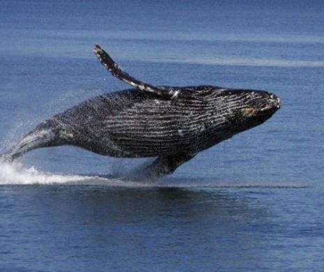 Uriașele balene cu cocoașă își schimbă „vocea” la maturitate