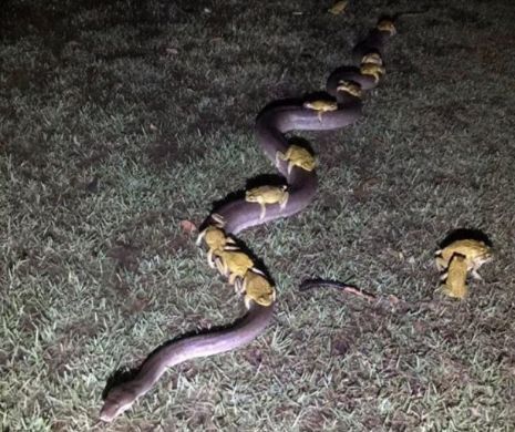 CIUDĂȚENIE a naturii! Ce a găsit un fermier din Australia pe spatele unui șarpe
