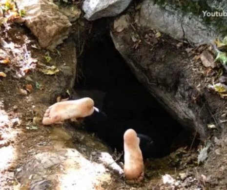 INCREDIBIL! Ce a găsit un bărbat într-o groapă, săpată în pământ! Poate fi DESCOPERIREA SECOLULUI – VIDEO