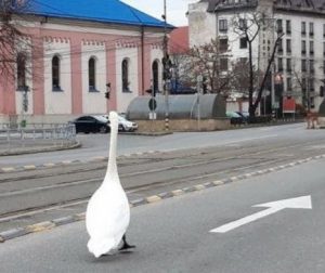 O LEBĂDĂ s-a plimbat prin ORADEA ca la ea pe lac