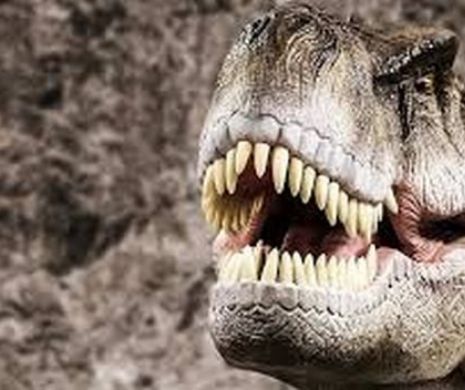 Pană de pe timpul dinozaurilor găsită într-un chihlimbar