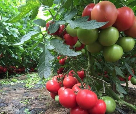 Programul de susţinere a tomatelor româneşti, și în 2019. Ce sumă uriașă alocă Statul producătorilor agricoli implicați în proiect