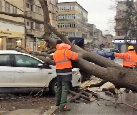 8 mașini au fost avariate în Capitală, de copacii rupți de vânt