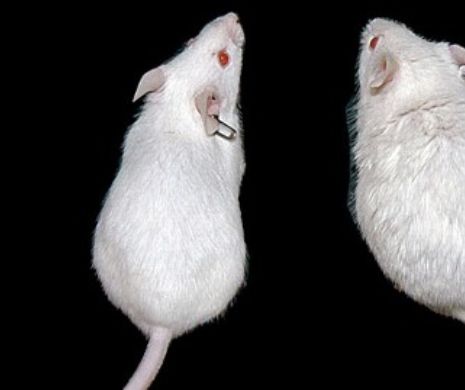 EXPERIMENT CONTROVERSAT. Șoarecii, folosiți de cercetători pentru rescrierea secvențelor de ADN