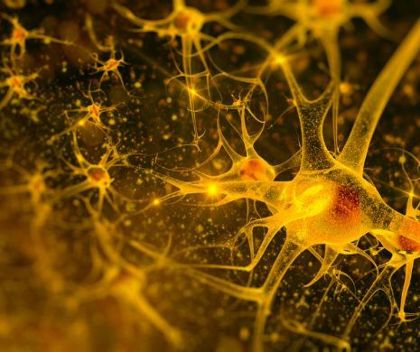 „Neuronii-oglindă”, MINUNEA de care OMENIREA nu a știut până acum. Proprietăți INCREDIBILE ale CREIERULUI descoperite de SPECIALIȘTI
