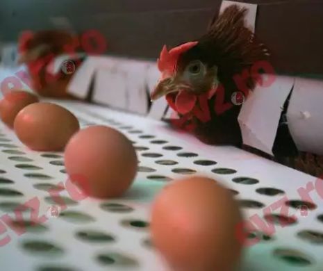 SCANDALUL ouălor cu FIPRONIL revine! 95.000 de ouă contaminate, retrase