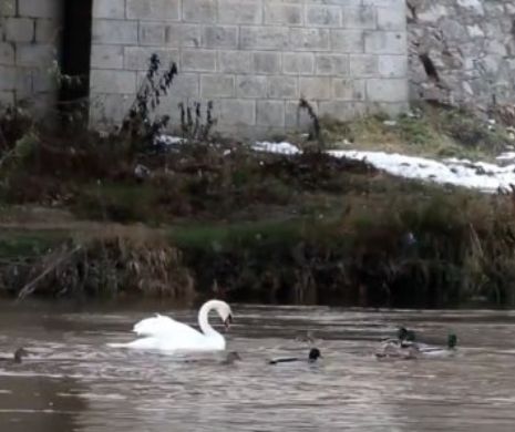 VIDEO. Imagini neobișnuite surprinse pe râul Timiș