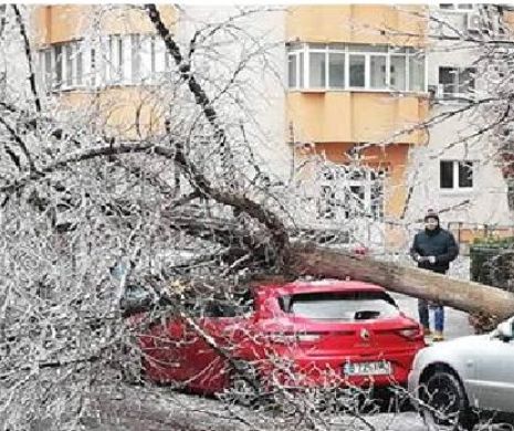 Weekend de COȘMAR în București. Un copac înghețat s-a prăbușit peste un autoturism. VIDEO
