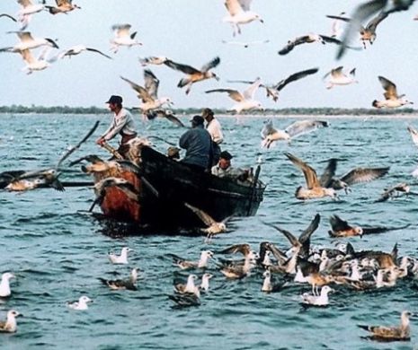 Dezvăluire incredibilă despre peștele din Delta Dunării. Situația este absurdă