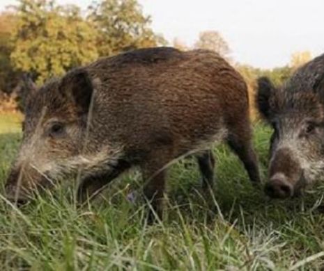 Măsuri drastice în Botoșani. Vor fi împușcați toți porcii mistreți din jurul focarului de pestă porcină africană