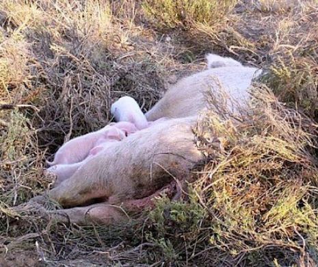Pesta PORCINĂ provoacă MĂCEL în Covasna. Peste 70 de animale au fost SACRIFICATE