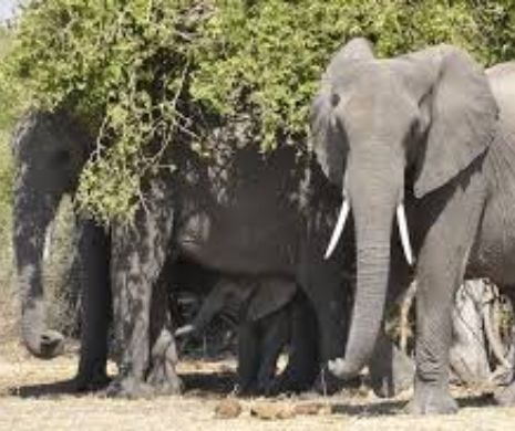Scandal internațional. O țară africană legalizează vânătoarea de animale sălbatice. 135.000 de elefanți în pericol
