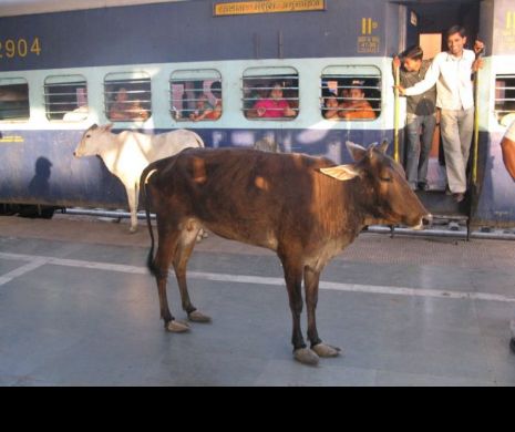 Trenul de mare viteză al Indiei s-a stricat în a doua zi de funcționare din cauza unei vaci