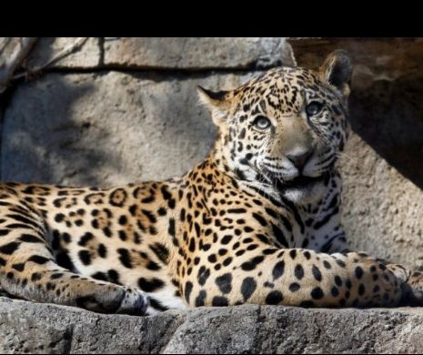 Atacată de un jaguar, după ce a sărit bariera de la zoo pentru un selfie.