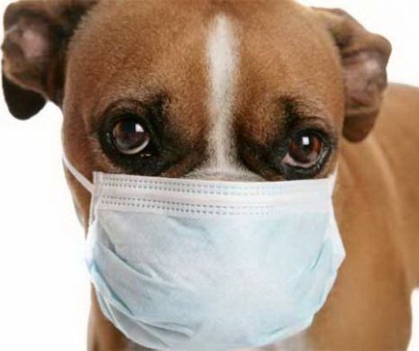 Avertisment! Câinii vor dezlănțui un virus ucigaș care va afecta omenirea