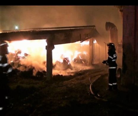 Incendiu la o fermă avicolă din Constanța. Peste 9000 de pui, morți prin intoxicare cu fum