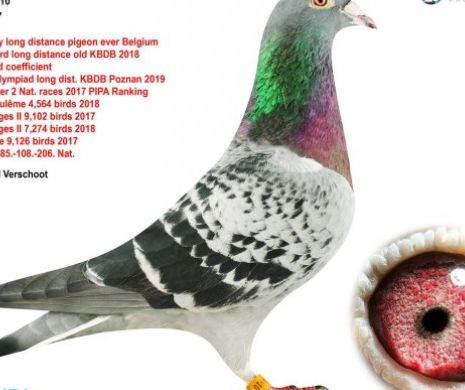 La licitaţia de astăzi s-a vândut cel mai scump porumbel din lume. Suma este fabuloasă