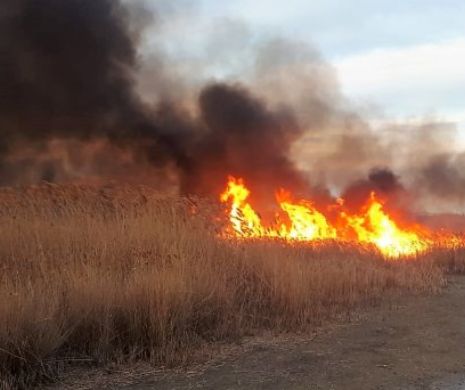 Mii de hectare din Delta Dunării pârjolite de incendii