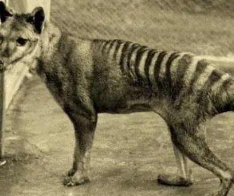 Misteriosul tigru Tasmanian
