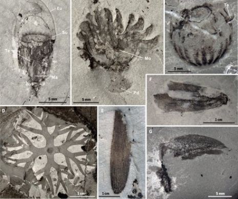 Qingjiang biota – tezaur de fosile de 500 de milioane de ani