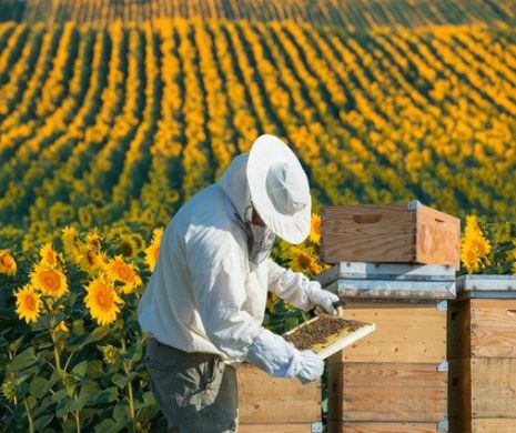 Scandalos! Mierea otrăvită și rahatul de sub preș. Contre tari între apicultorii revoltați și autorități