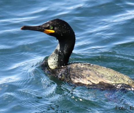 Specie nouă de cormorani în România. Mănâncă pește din mare, nu de apă dulce