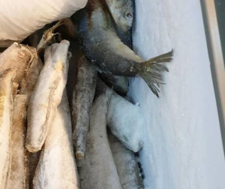 Alertă alimentară! Cantitate uriașă de pește expirat, într-o piață din Timișoara