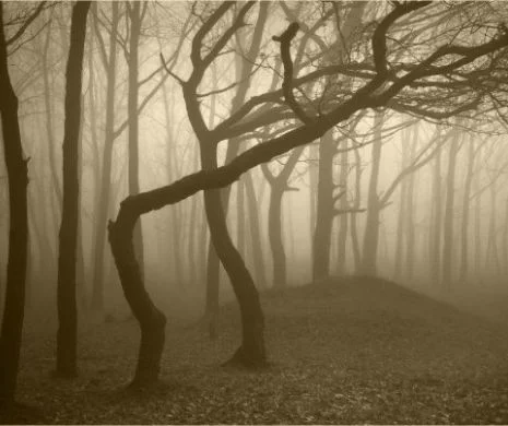 Cea mai înfricoșătoare pădure din lume se află în Cluj. Aici au dispărut mai mulți oameni de-a lungului timpului