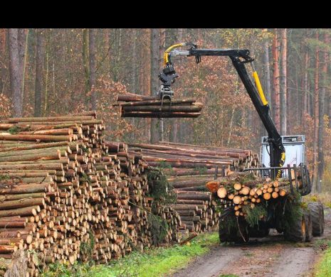 Consiliul Concurenței arde la foc mărunt mafia lemnului
